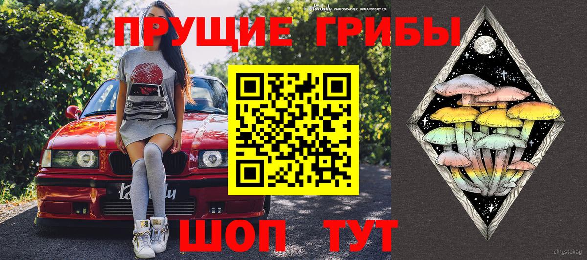 Псилоцибиновые грибы Psilocybe  Горно-Алтайск 